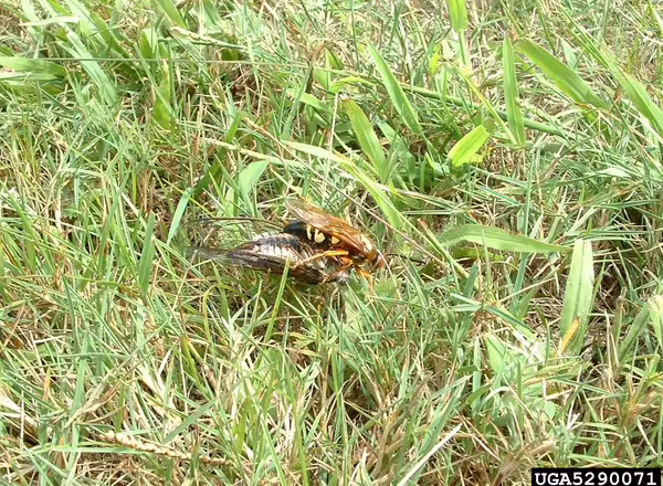 cicada killer carrying a cicada through grass