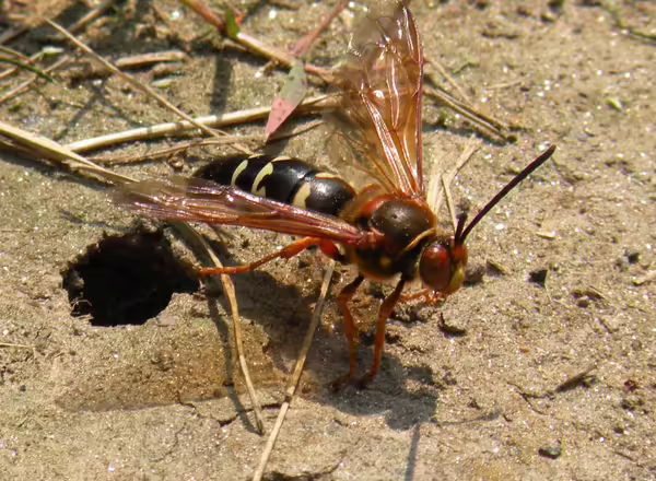 cicada killer wasp standing outside of burrow entrance in sandy soil