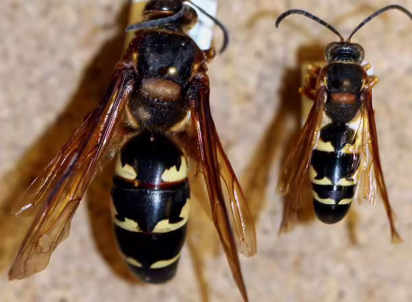 female and male cicada killer wasps