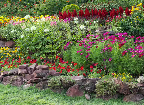 a photo of a showy non-native garden