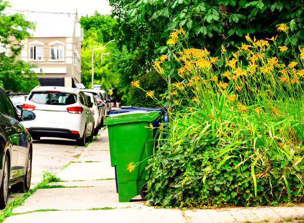 tiger lilies encroaching on a sidewalk at a corner lot