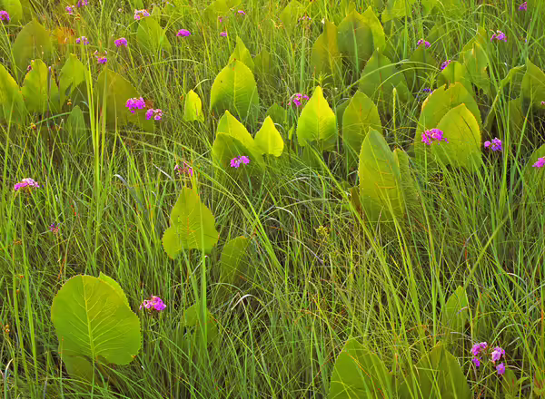 prairie dock and prairie phlox growing in a tallgrass prairie
