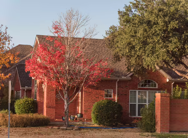 A callery pear tree next to a suburban home in fall