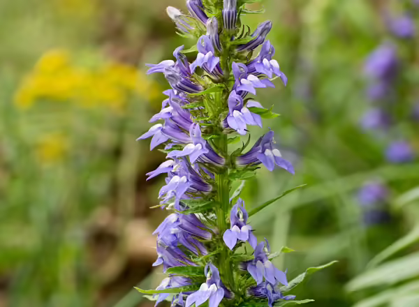 flower stalk of great blue lobelia with purplish-blue flowers