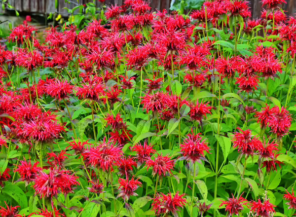 flowers of scarlet bee balm