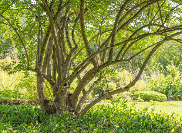 Invasive amur honeysuckle trimmed for use in a garden