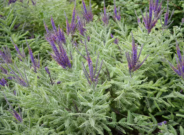lead plant in bloom
