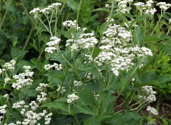 white wild quinine flowers