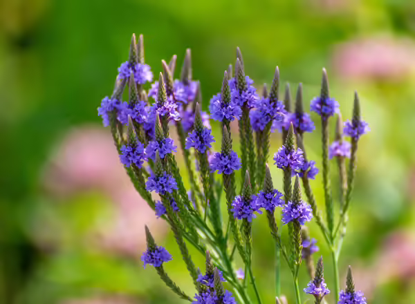 Blooming blue vervain