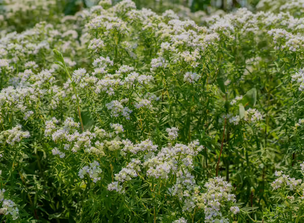 white flowers of common mountain mint