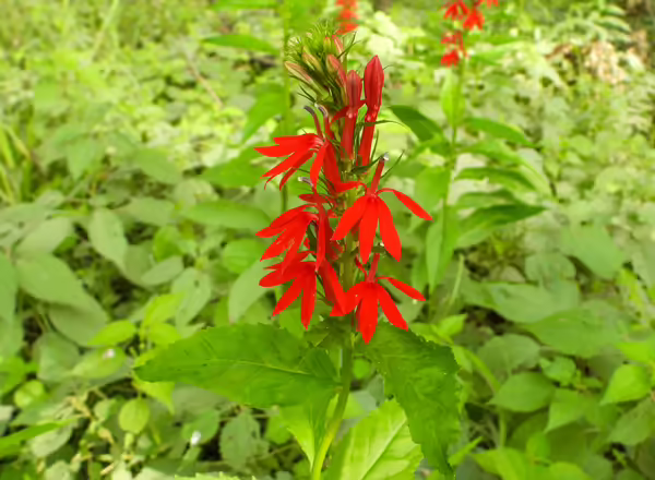 Red cardinal flower blossoms