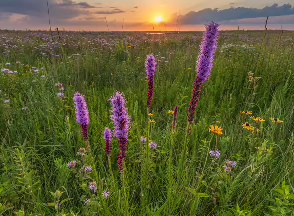 Blazing star, black-eyed Susan and wild bergamot in a tallgrass prairie at sunset.