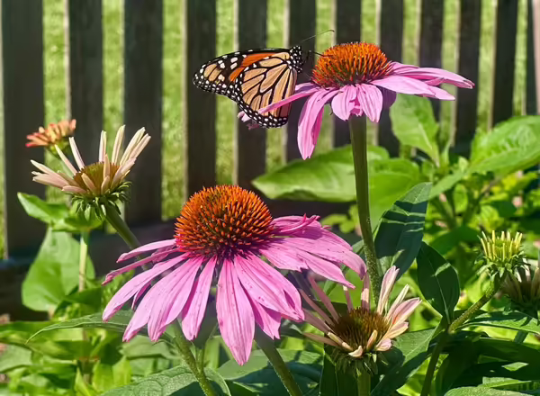 Two purple coneflower blooms with Monarch butterfly on top.