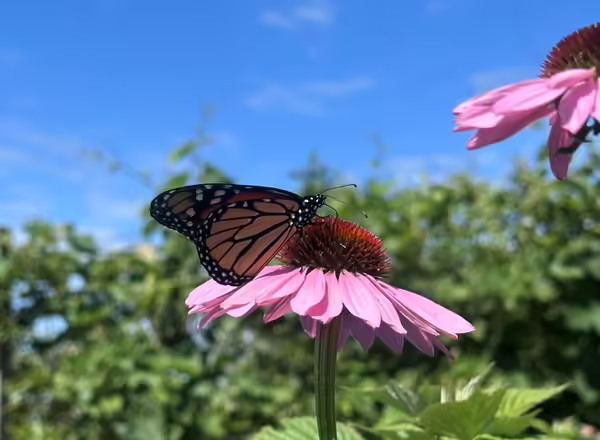 Purple coneflower with Monarch butterfly 