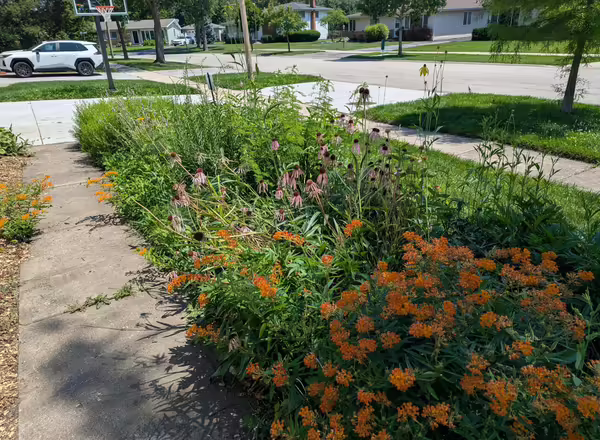a native garden on a typical suburban street