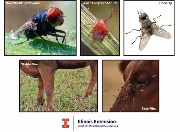 Pest pictures including New World Screworm, Asian Longhorned Tick, Face Fly, Stable Fly and Horn Fly
