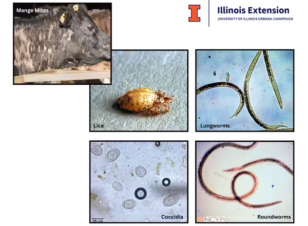External and internal parasites for beef cattle