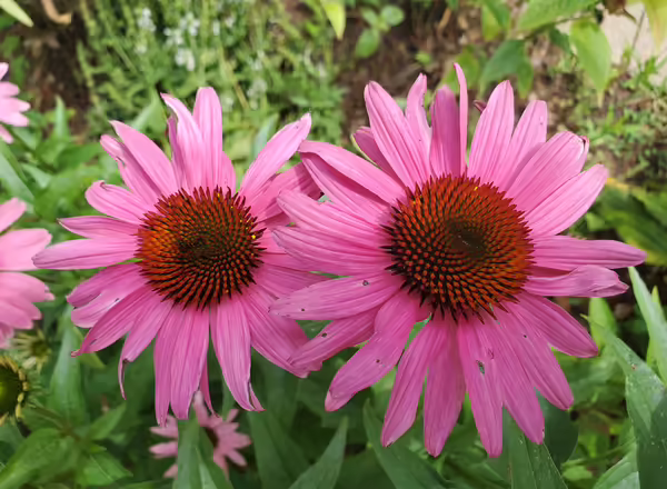 Close up of 2 purple coneflower blooms