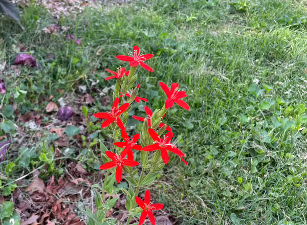 royal catchfly plant with bright red flowers