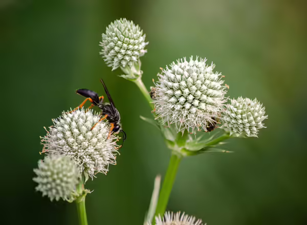 flowers of rattlesnake master with pollinators on them