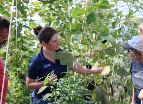 four persons standing inside a high tunnel looking at insects on leaves of eggplant