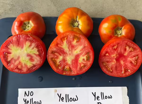 three red tomatoes side by side with each sliced in half to reveal flesh color inside