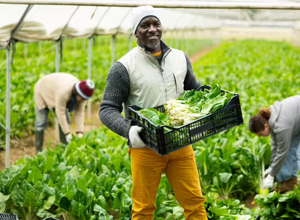 Adult male farmer works with team to harvest fresh swiss chard in farm field