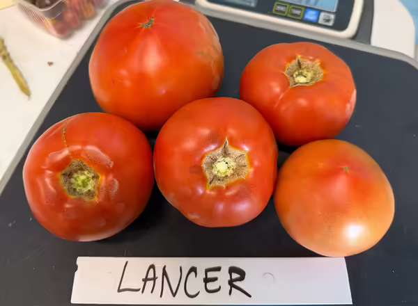 tomatoes on a scale
