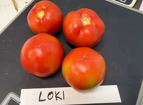 multiple tomatoes on a scale