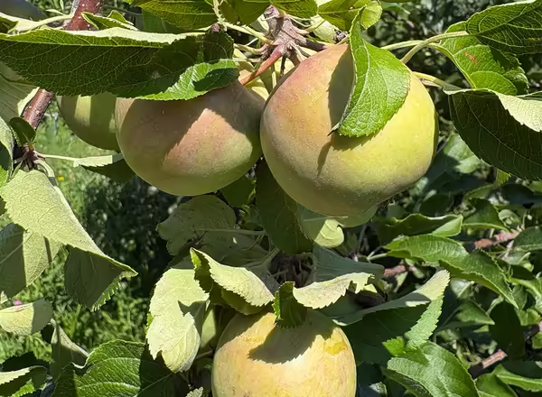 group of apples hanging on a limb and beginning to show a blush of color