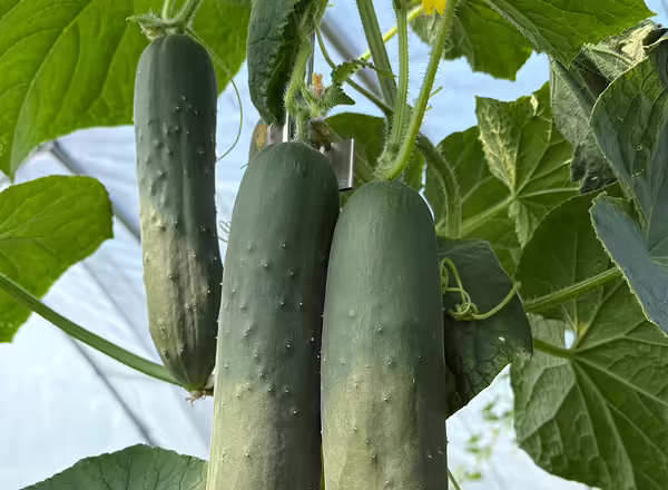 three cucumbers hanging in a group from cucumber vine