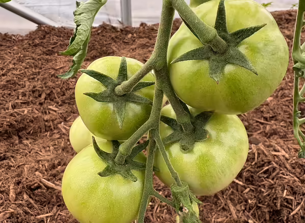 four green tomatoes in a cluster on the plant