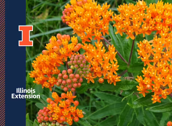 example of orange and white brand elements on white and over an image
