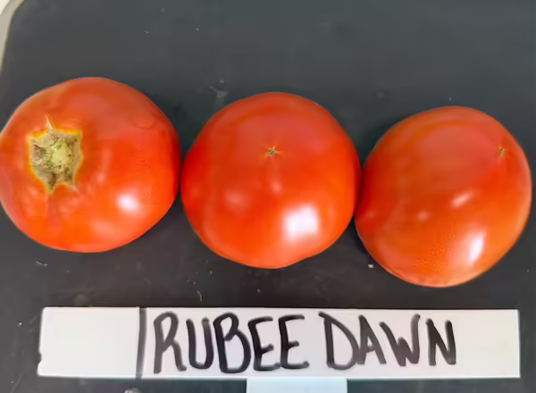 three ripe tomatoes on black background with sign underneath