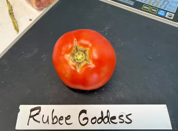 one tomato on a scale