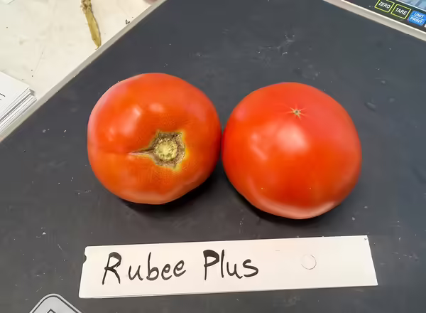 two tomatoes on a scale