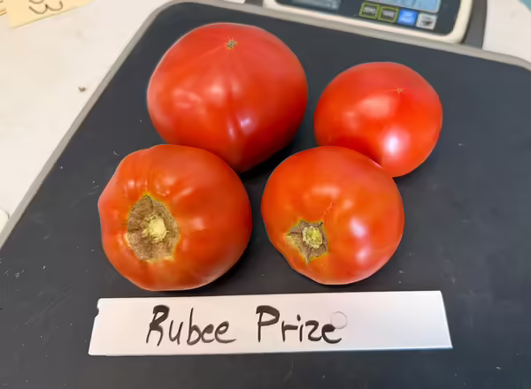 four tomatoes on a black background with a sign underneath