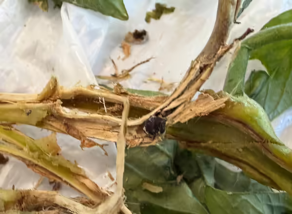 close up of section of dead tomato stem with small grayish black fungal structures inside