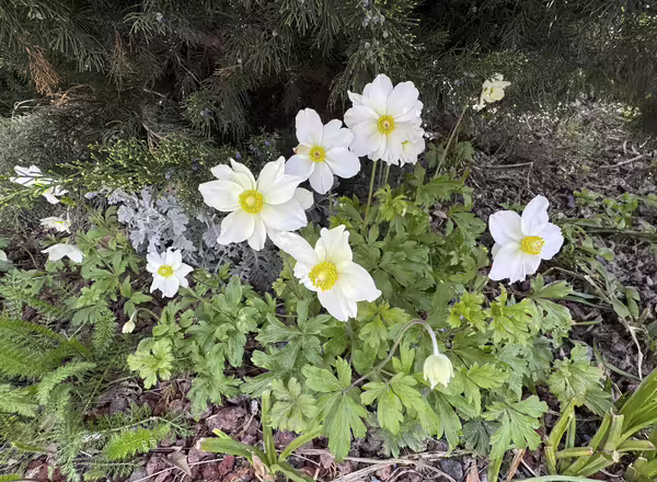 white blooms of Anemone Sylvestris