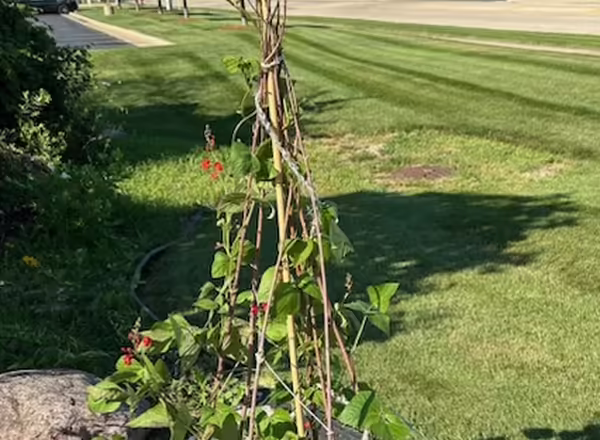 bean stalk