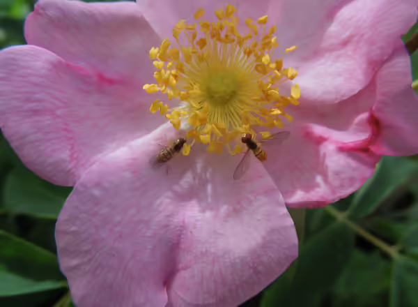 syrphid flies on a rose flower