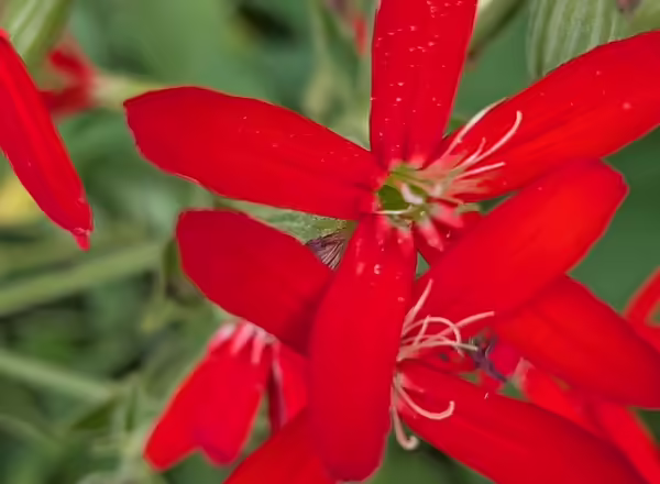 Delicate red blooms with green stems