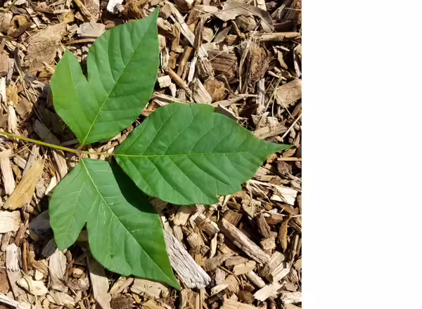 Poison Ivy leaves