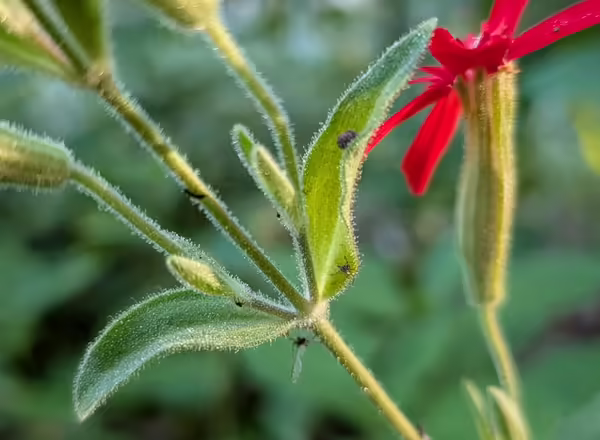 Green stems of royal catchfly with insects