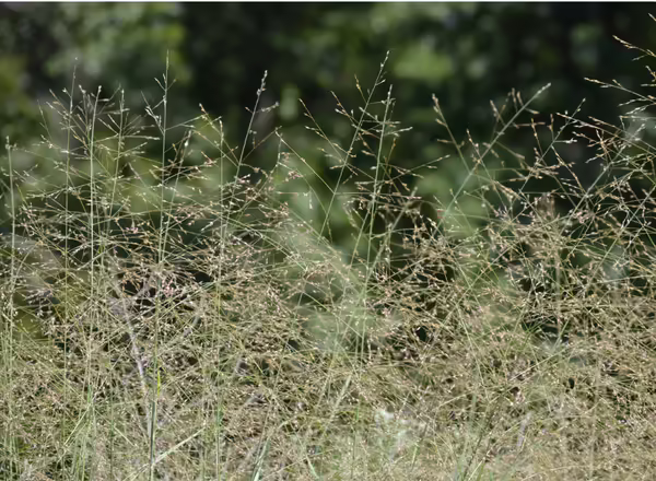 patch of switchgrass in bloom