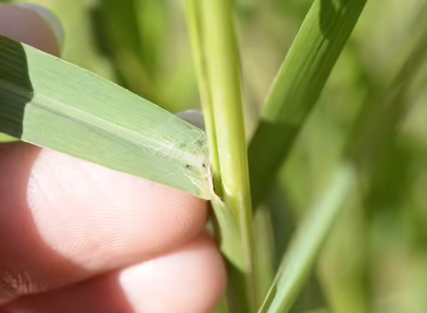 hand holding leaf away from stem
