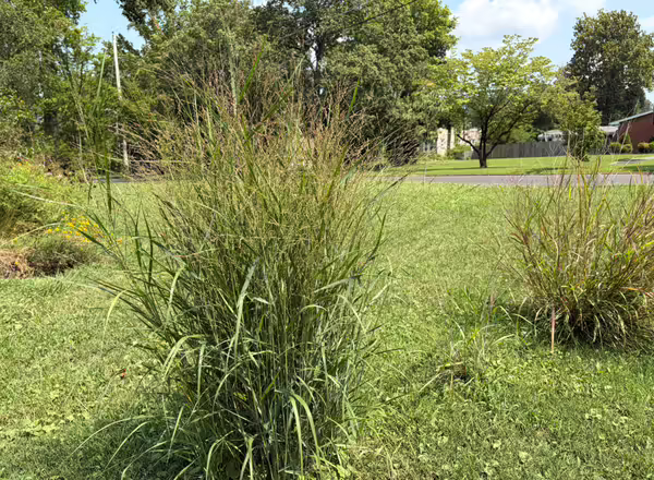 bunch of switchgrass planted in a lawn