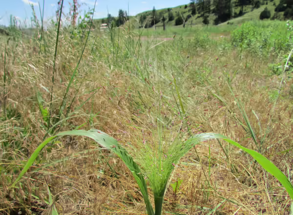 witchgrass in flower