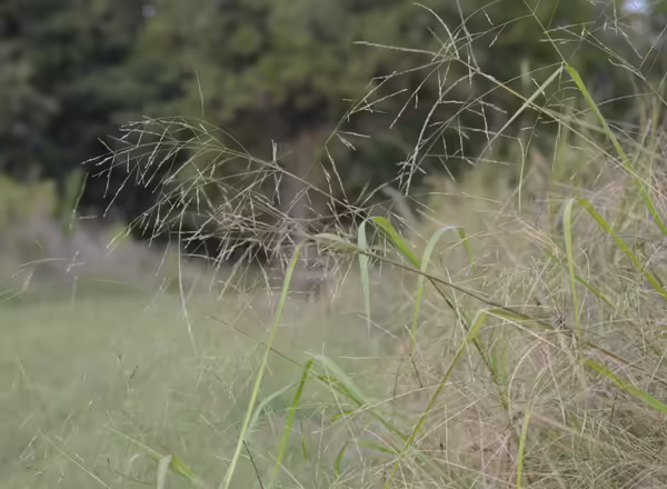 fall panicum in bloom