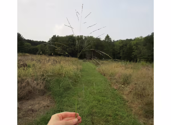 hand holding panicle of fall panicum
